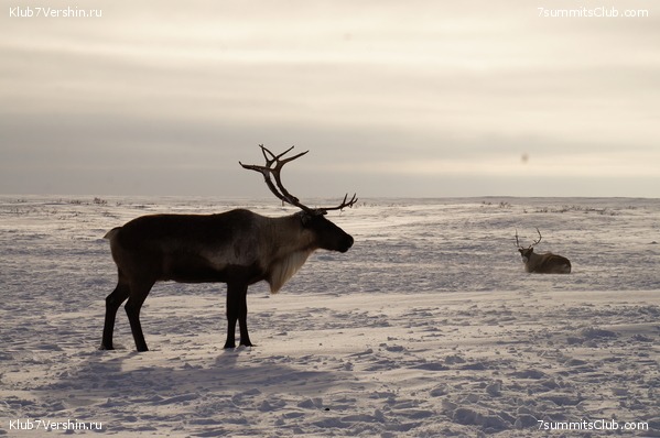 ������ ���, ���� 7