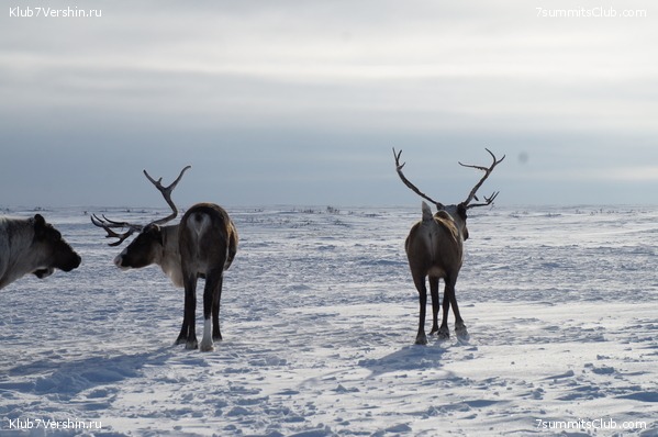 ������ ���, ���� 8