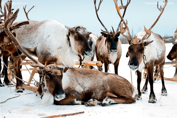 ������, ���� 29