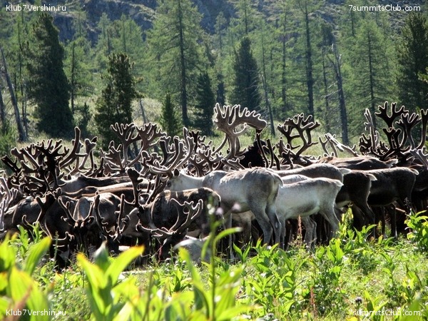 ������, ���� 62