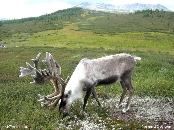 ������, ���� 65