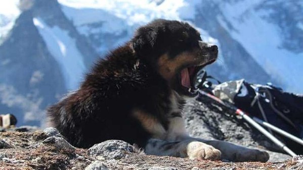 ��������, �������������� ��������, ���� 277