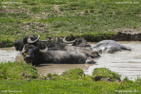 �����������, ���� 35