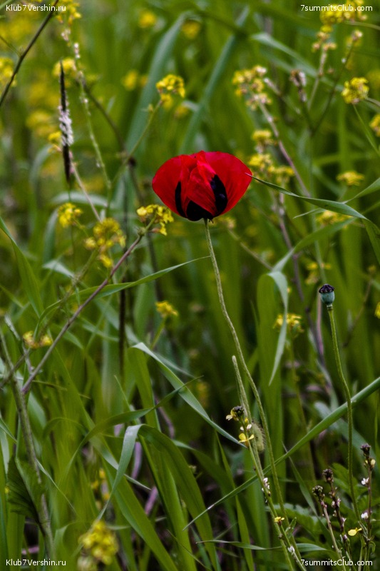 �����������, ���� 105