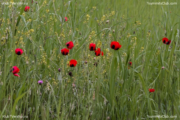 �����������, ���� 40