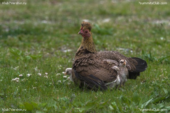 �����������, ���� 41