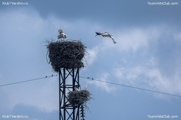 �����������, ���� 49