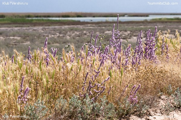 �����������, ���� 50