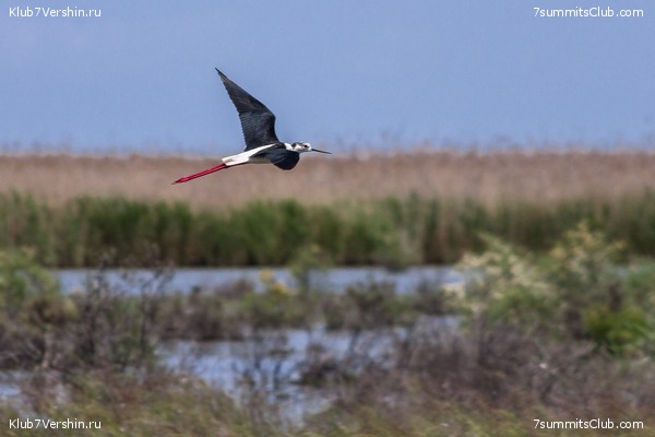 �����������, ���� 51