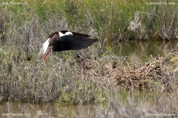 �����������, ���� 52