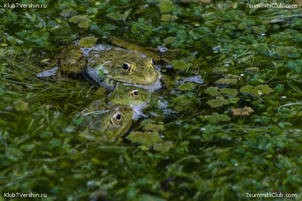 �����������, ���� 54