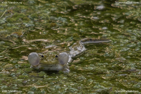 �����������, ���� 55