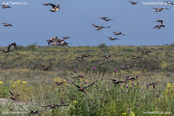 �����������, ���� 57