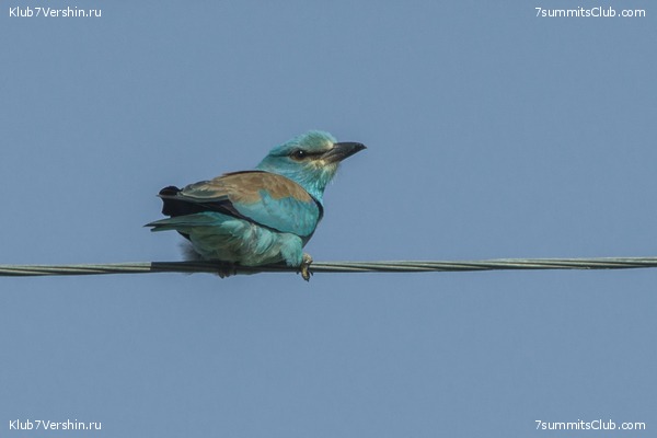 �����������, ���� 60