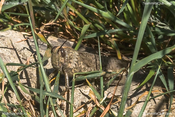 �����������, ���� 65