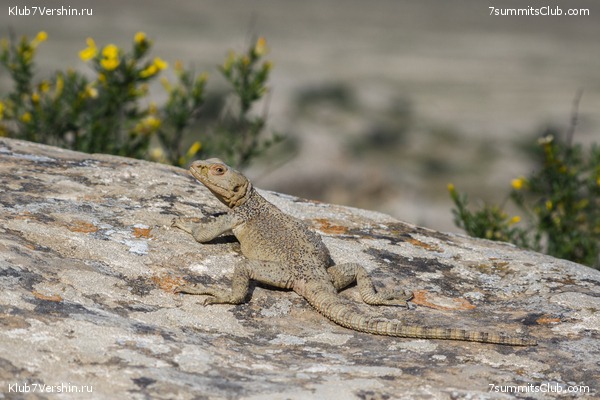 �����������, ���� 67