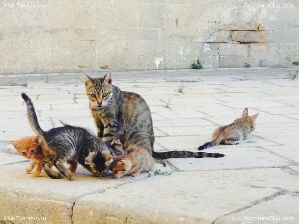 �����������, ���� 92