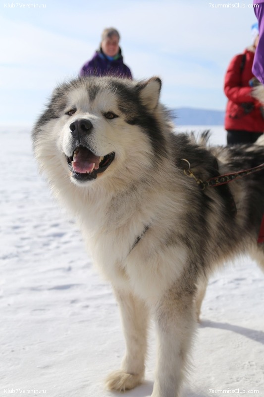 ������ 2019, ���� 102