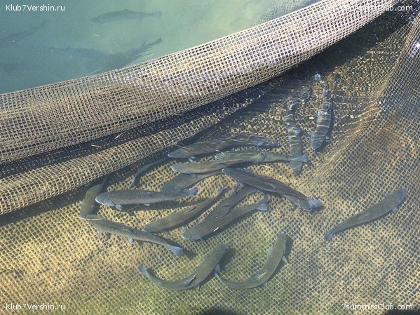 �������. ��� 2019 ����. ����� ���������, ���� 10