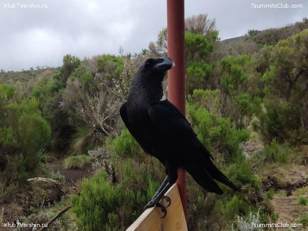 ������������ 2019 ���. ���� - ���, ���� 42