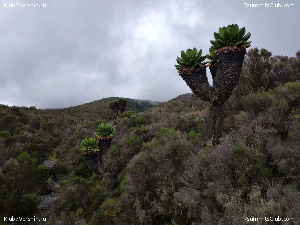 ������������ 2019 ���. ���� - ���, ���� 44