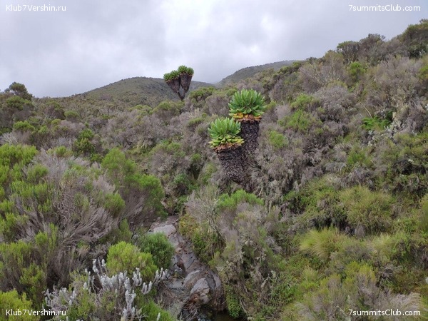 ������������ 2019 ���. ���� - ���, ���� 45