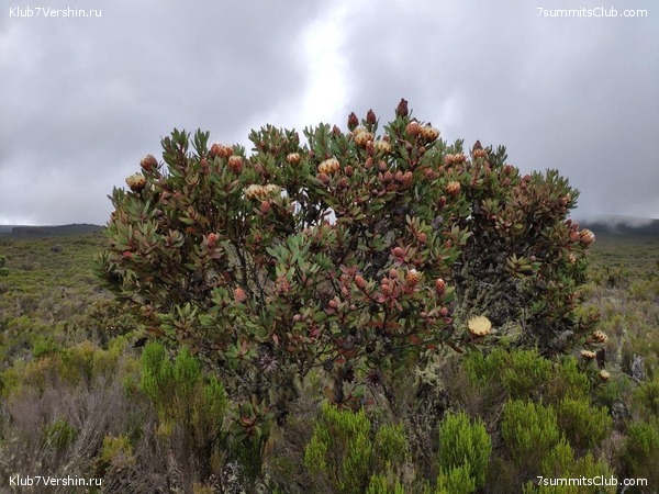 ������������ 2019 ���. ���� - ���, ���� 46