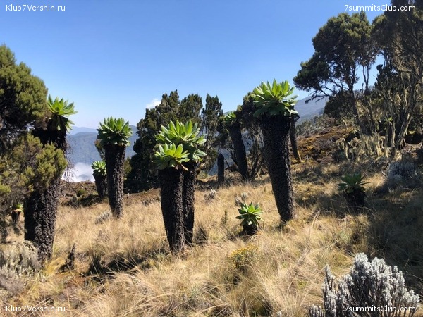 ������������. ���� 2019, ������ �����-���, ���� 56