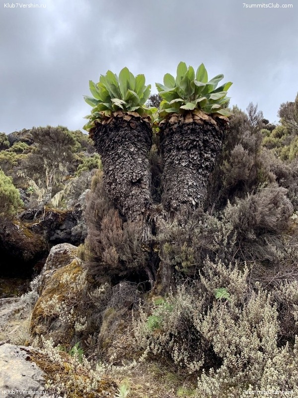 ������������ 2019 ���� - �������, ���� 38