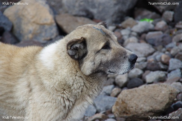 ������ ����.2019 ������� �.�., ���� 15