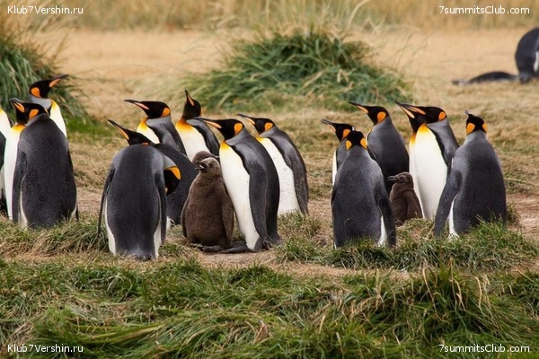 ���������� 2019 - 2020. ������ ������, ���� 8