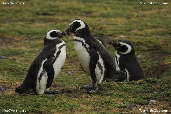 ���������� 2019 - 2020. ������ ������, ���� 12