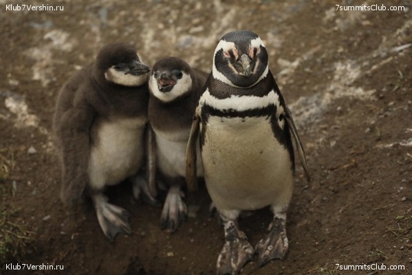 ���������� 2019 - 2020. ������ ������, ���� 13