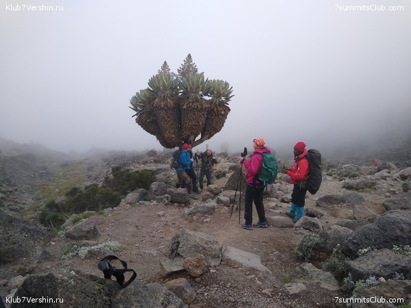 ����� �������. ���������� �� ���������� �� ������������ 2020 ���, ���� 64