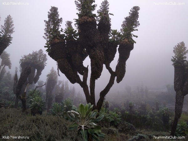 ����� �������. ���������� �� ���������� �� ������������ 2020 ���, ���� 73