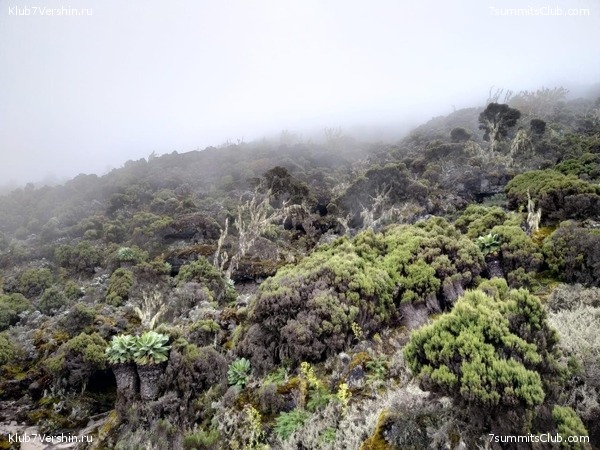 ������������ 2020. ������ - ����, ���� 72