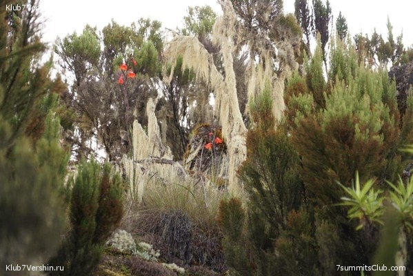 ������������ 2020. ������ - ����, ���� 8