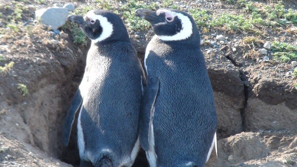 ��������� ����������. ������ 2016, ���� 34