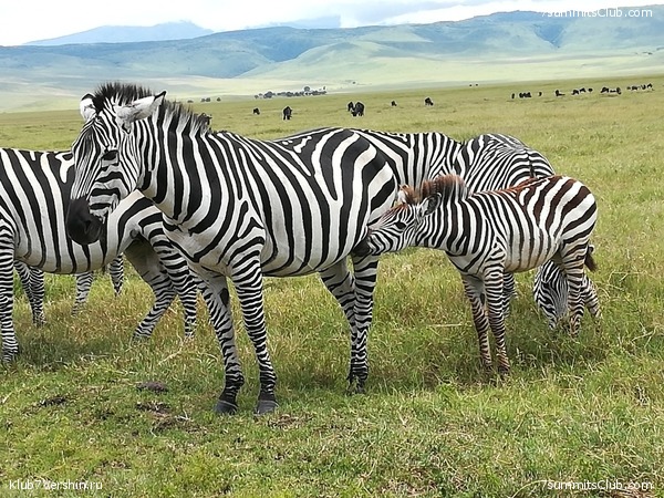 00-������������ �������, ���� 217