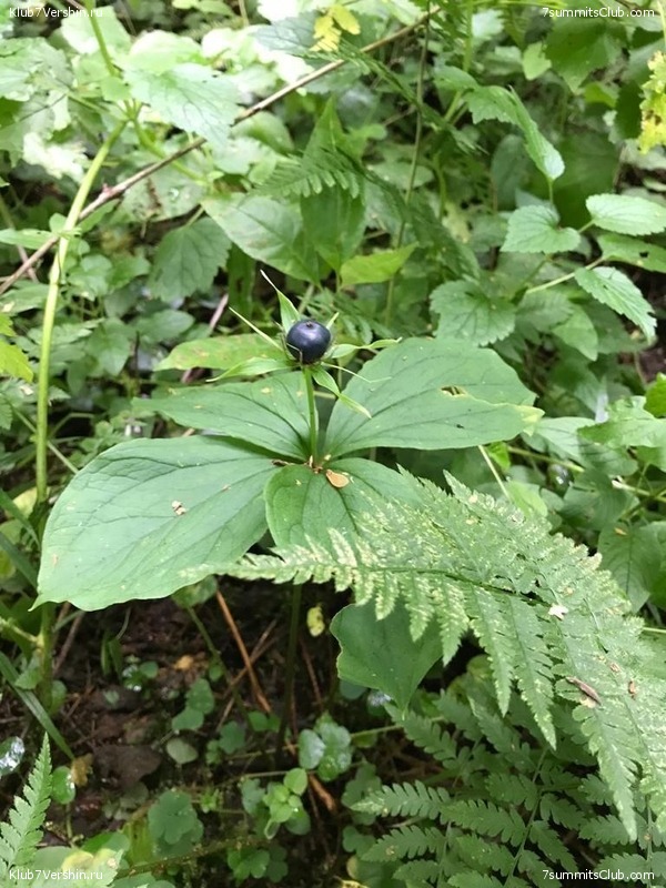 ����� ��������� ������� �����, ���� 118