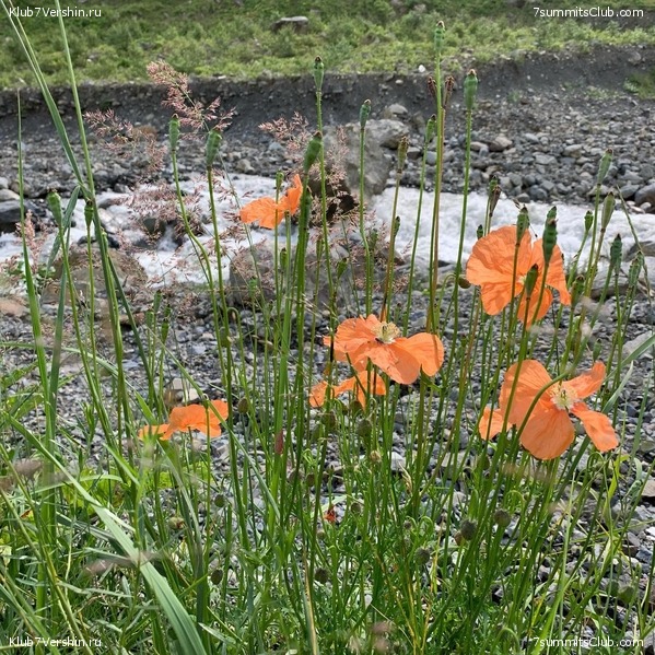 ������ � ������. ���� 2020, ���� 82