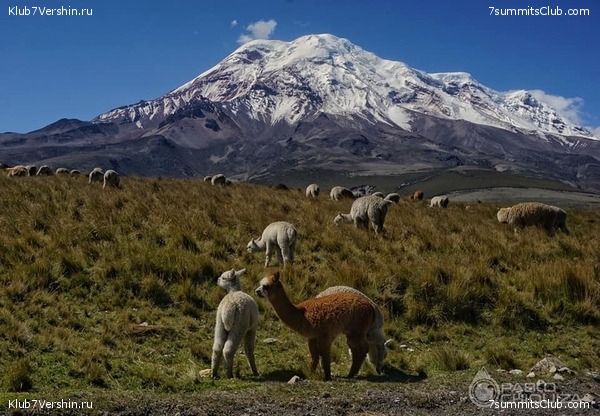 ������� �������, ���� 115