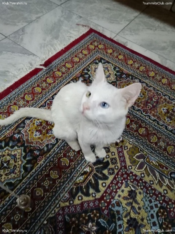 ������ 2020. ��������� �������. ������ ������, ���� 115