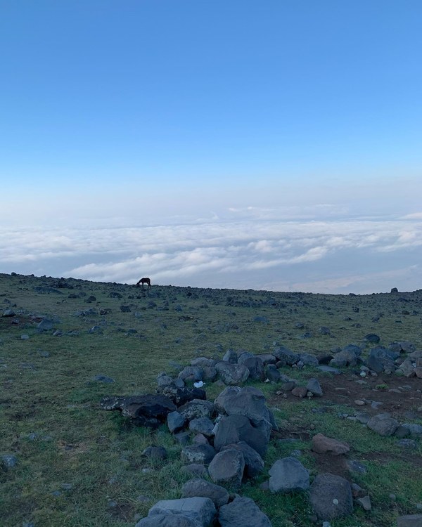 ������ 2020. ���������� ������� ���������, ���� 49