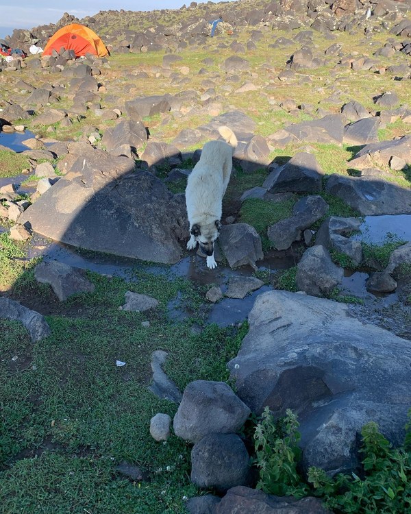 ������ 2020. ���������� ������� ���������, ���� 50