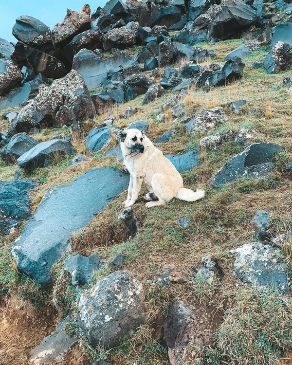 ������ 2020. ���������� ������� ���������, ���� 60