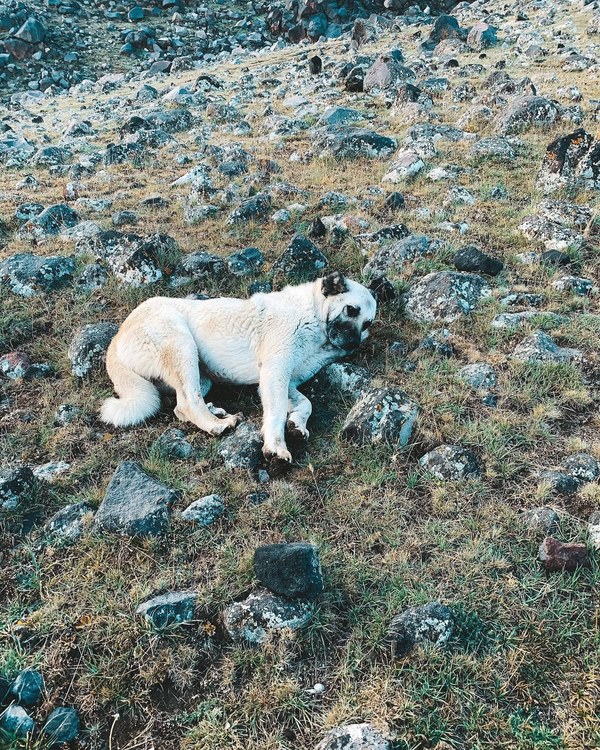 ������ 2020. ���������� ������� ���������, ���� 65