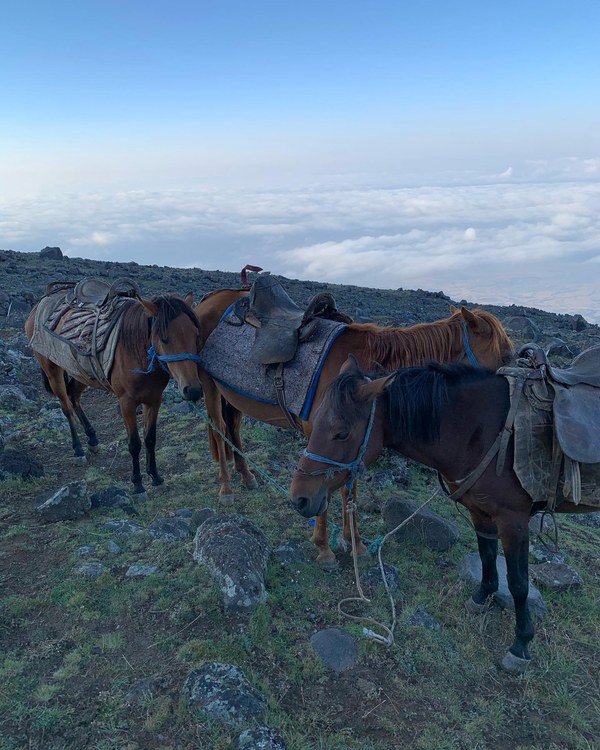 ������ 2020. ���������� ������� ���������, ���� 77