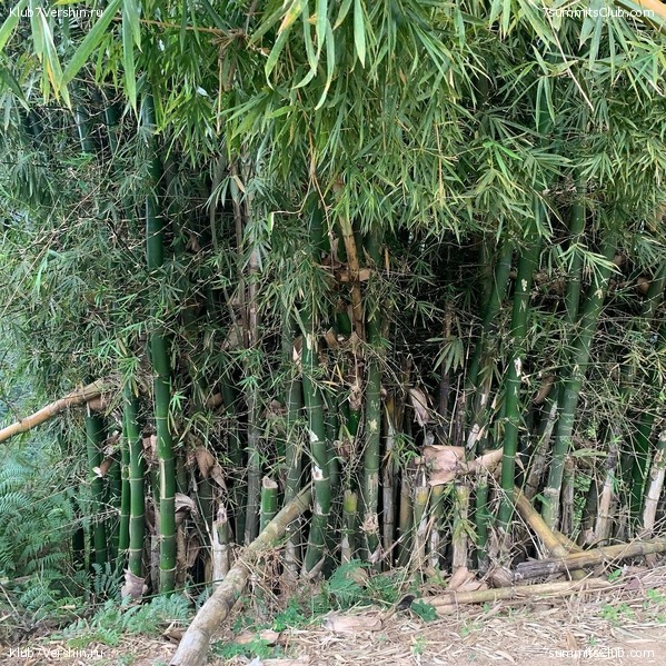 �������� 2021. ������� ���������, ���� 64