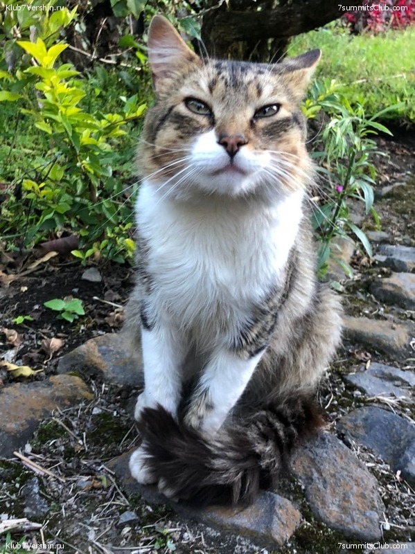 ������� ������ 2020. �. �������, ���� 222